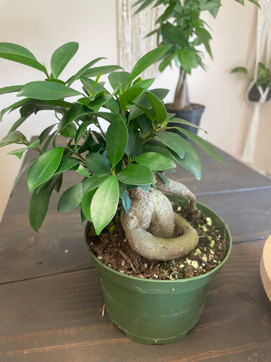 Ficus Gensing Bonsai Tree