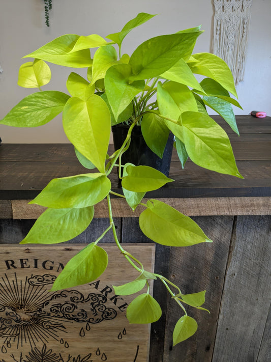 Neon Pothos