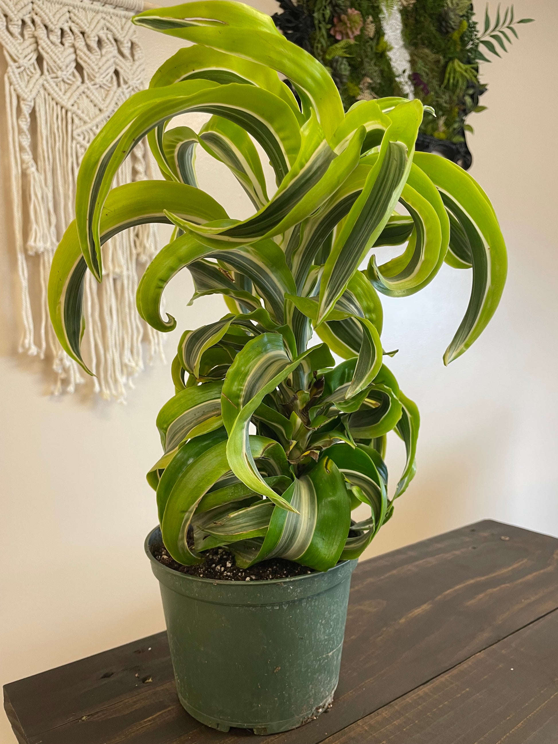 dracaena tornado plant Tornado Dracaena – The Sun & Reign Market