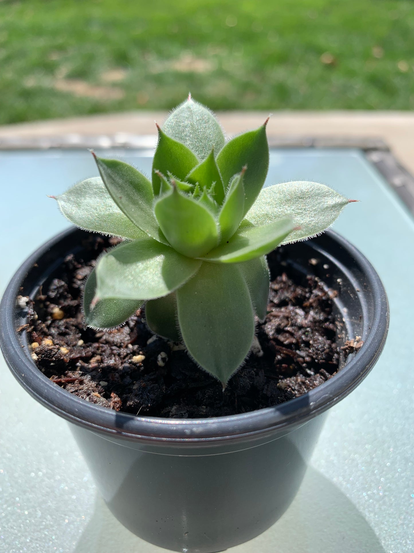 Hens & Chicks