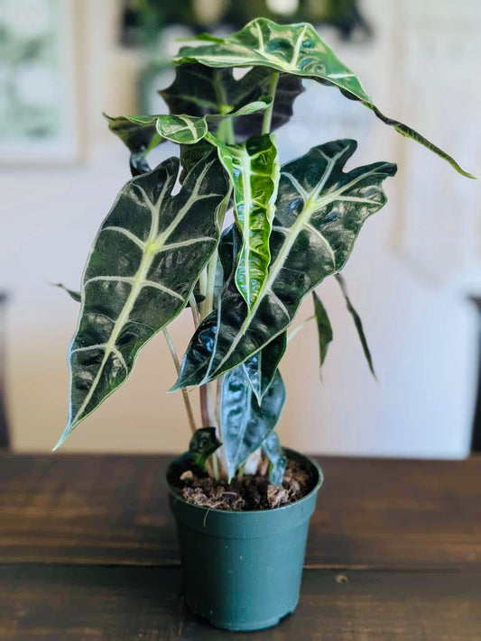 Alocasia Polly