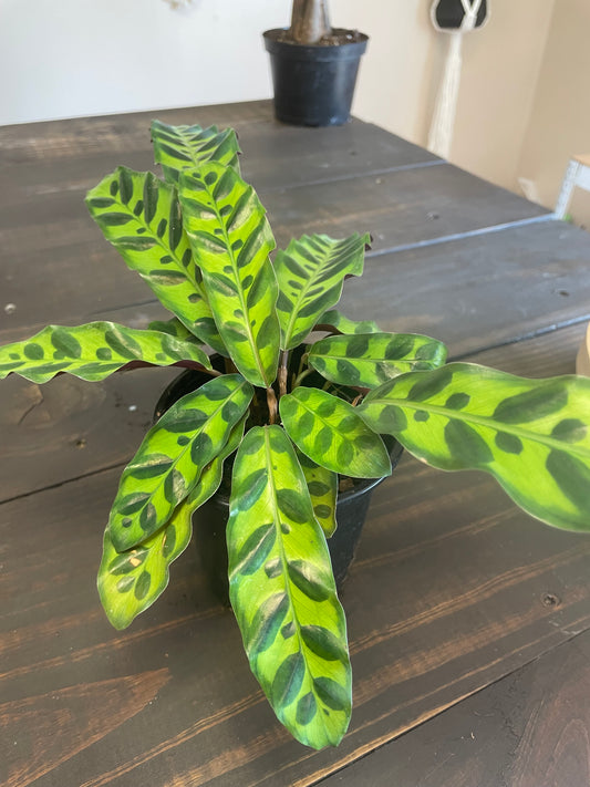 Calathea Lancifilolia