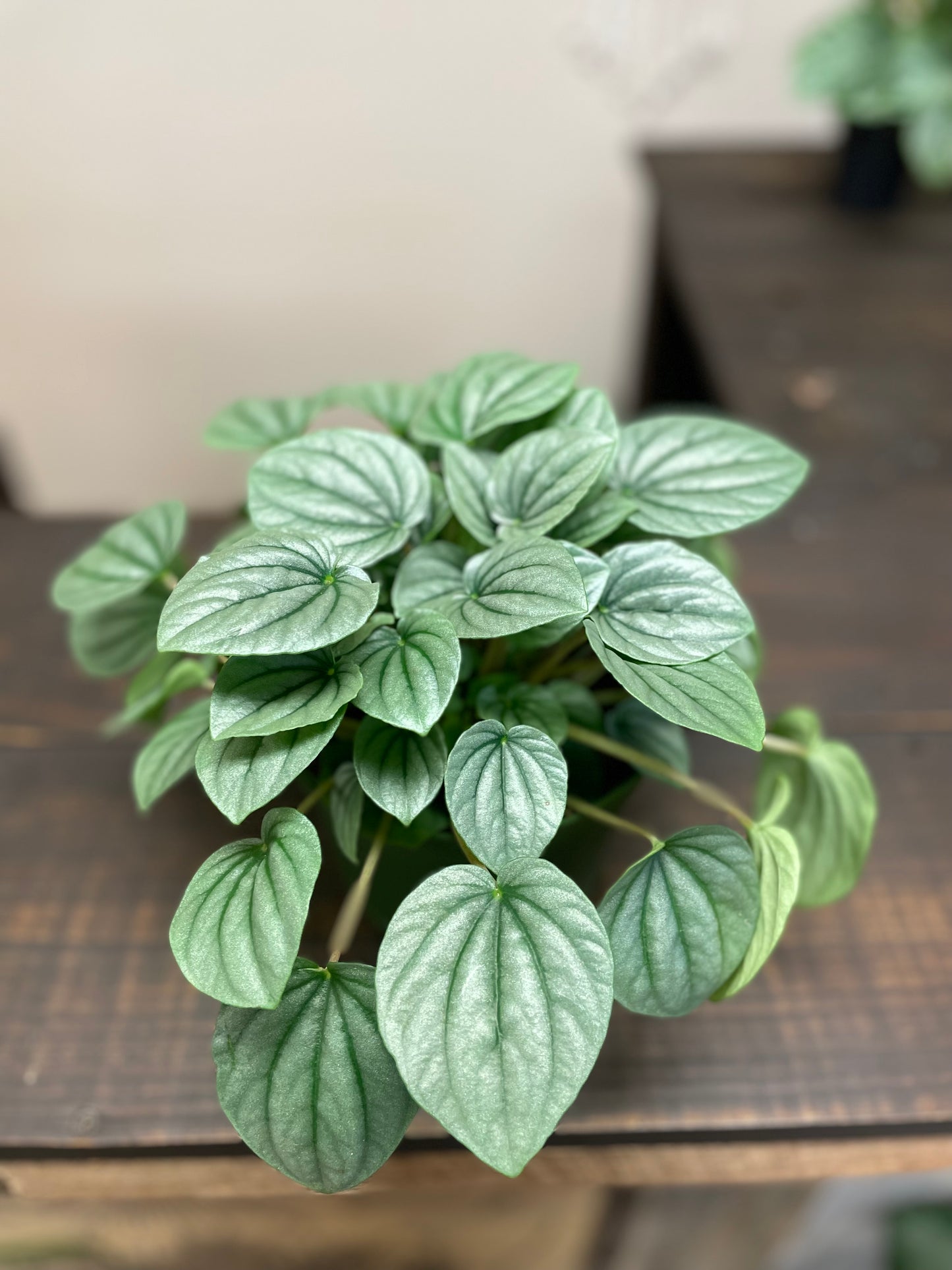 Peperomia Frost