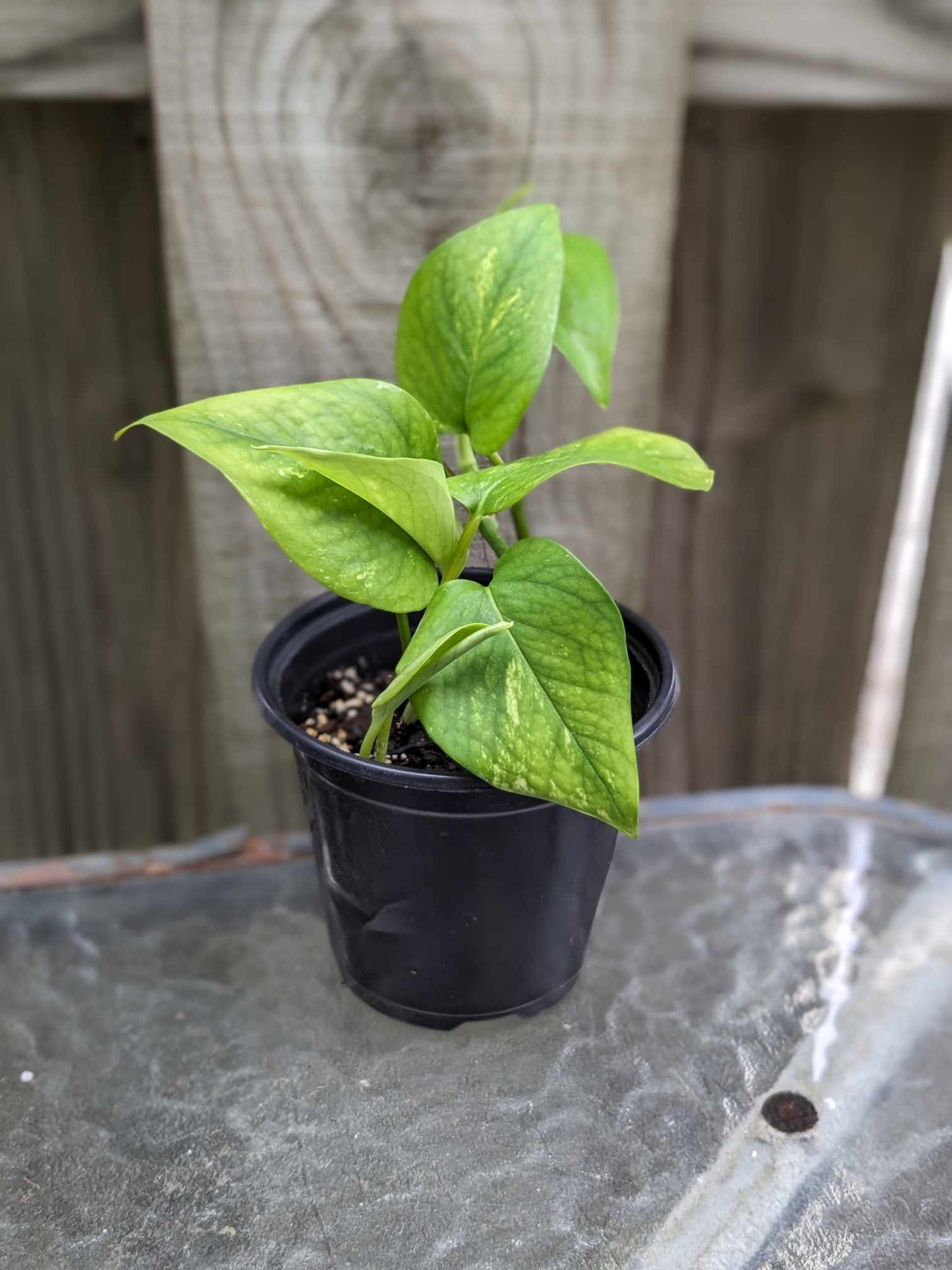 Trailing Golden Pothos (big 6 inch pot)