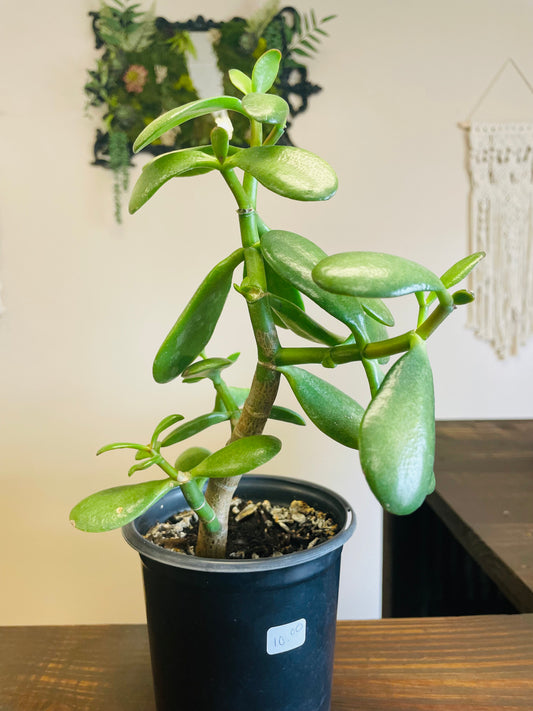 Jade Succulent Bonsai Tree