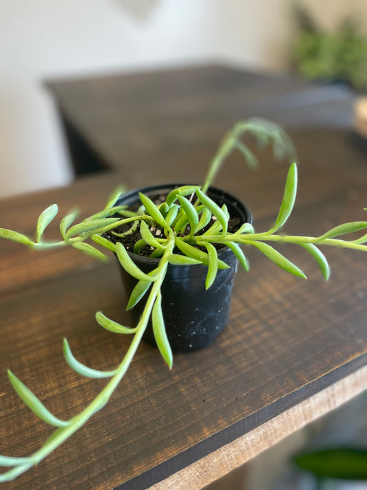 String Of Bananas