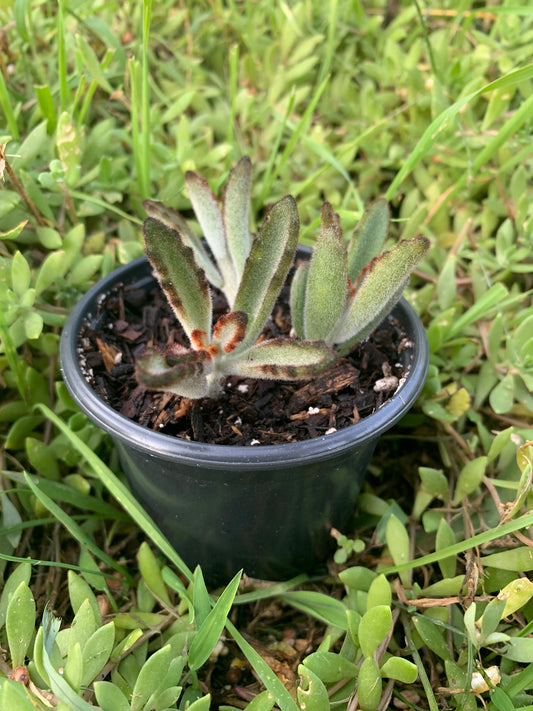 Baby Kalanchoe (silver panda)