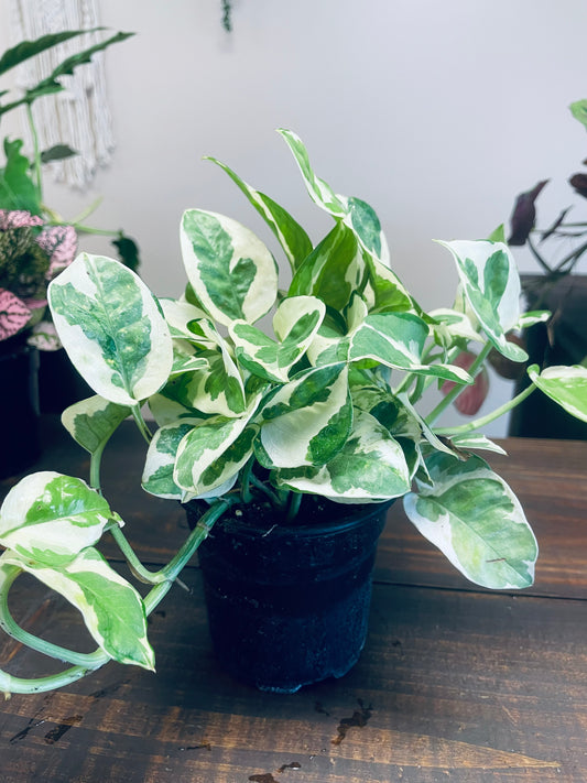 Pearl & Jade Pothos