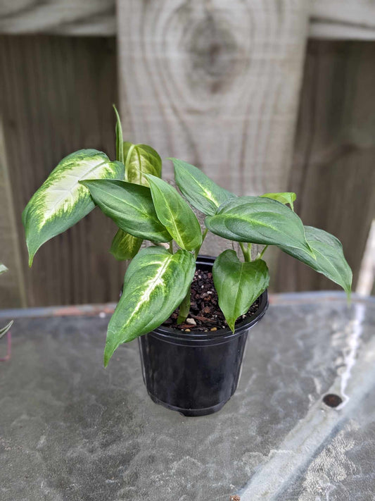 Dumb Cane flowering tropical plant