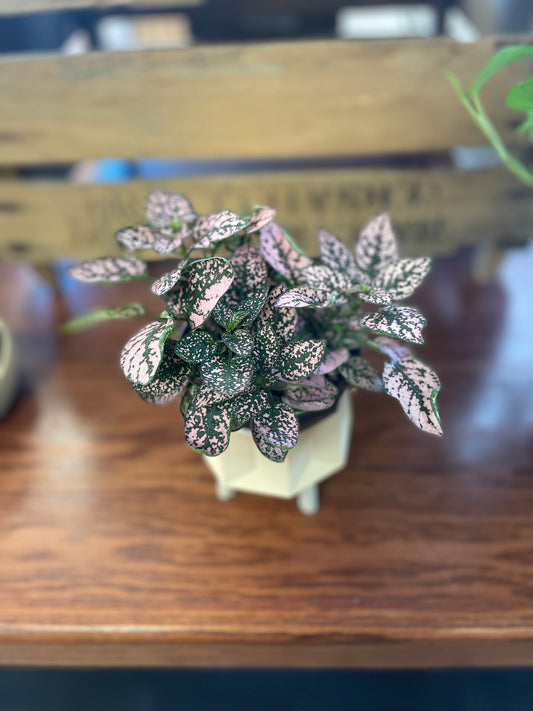 Small Neutral Ombré Plant Pot
