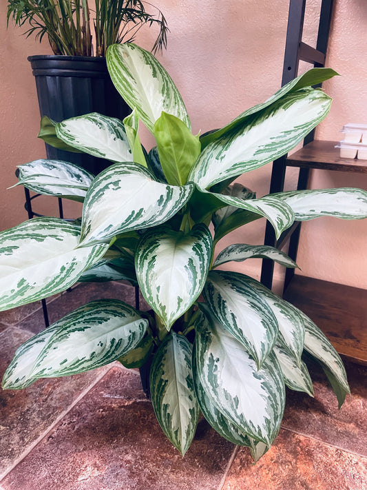 Aglaonema Silver Bay