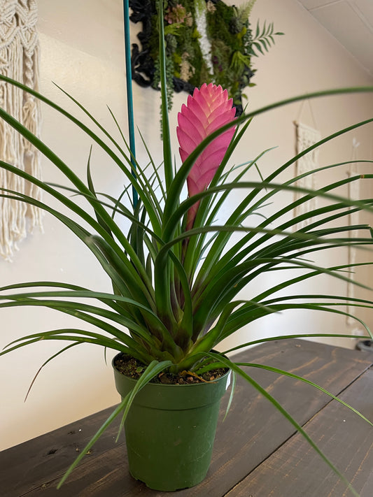 Pink Quill Bromeliad
