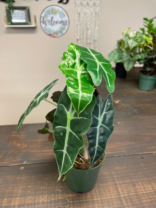 Alocasia Polly