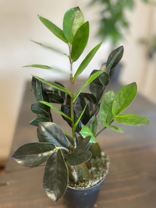 Black ZZ Plant