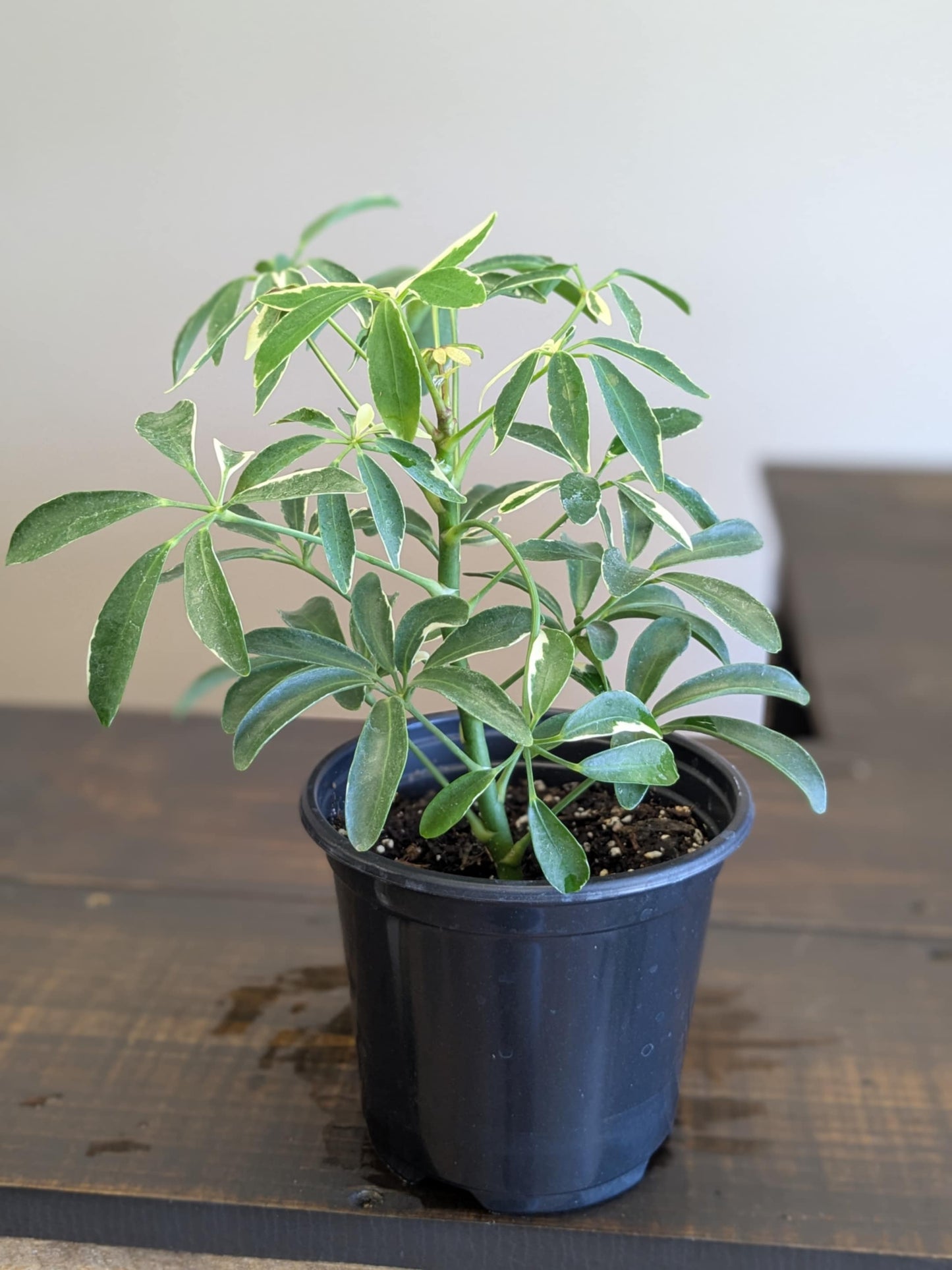 Variegated Umbrella Tree