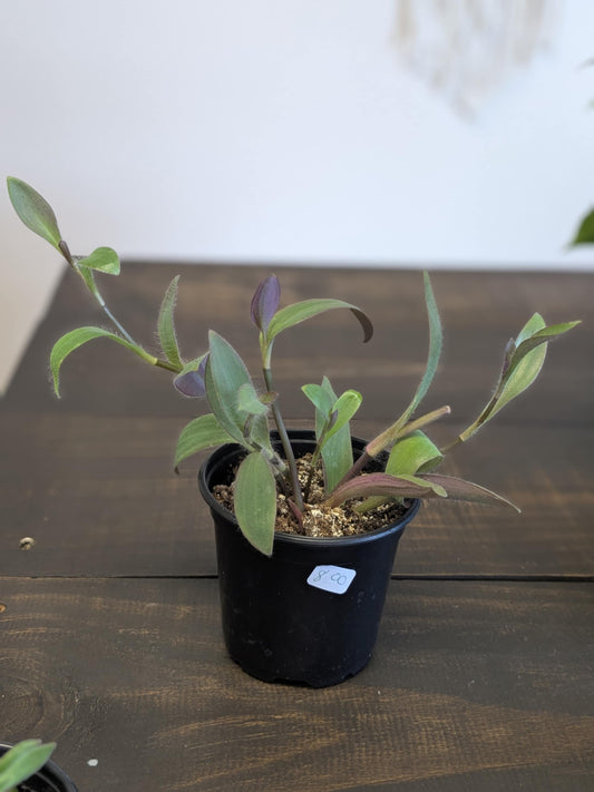 Purple Heart Tradescantia