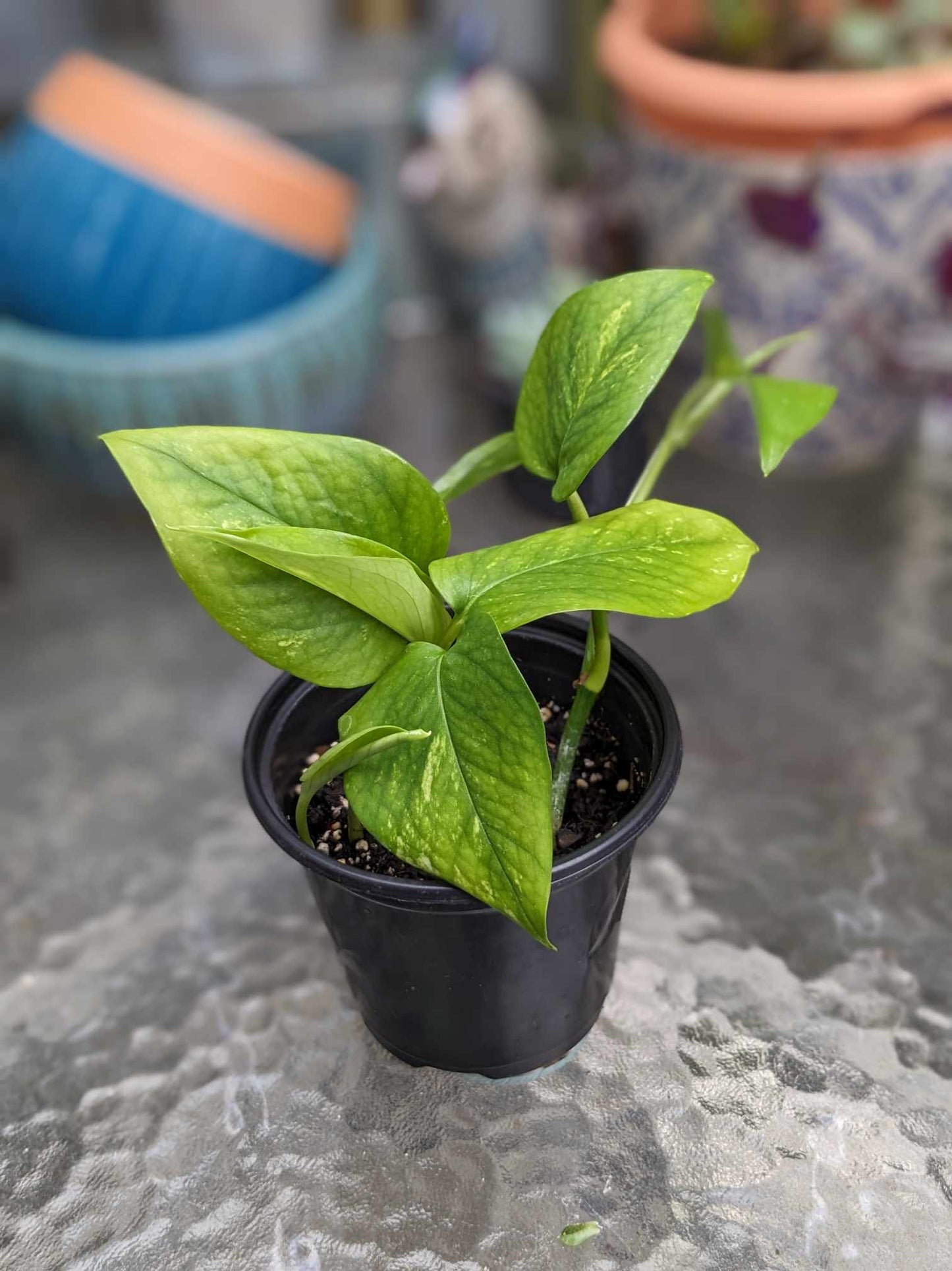 Trailing Golden Pothos (big 6 inch pot)