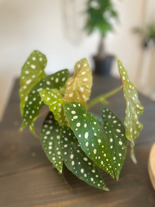 Begonia Maculata