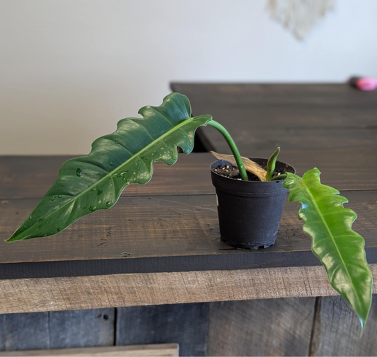 Jungle Boogie Philodendron