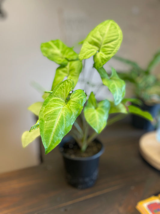 Butterfly Syngonium “Arrowhead”