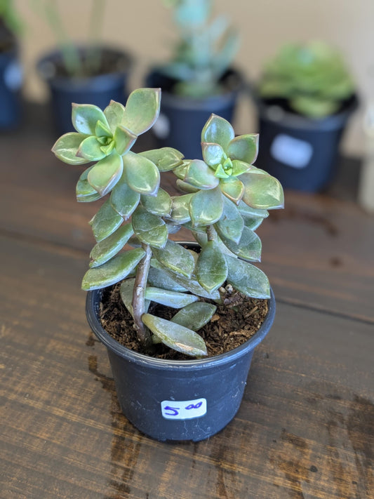 Echeveria Succulent