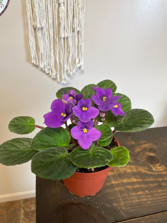 African Violet