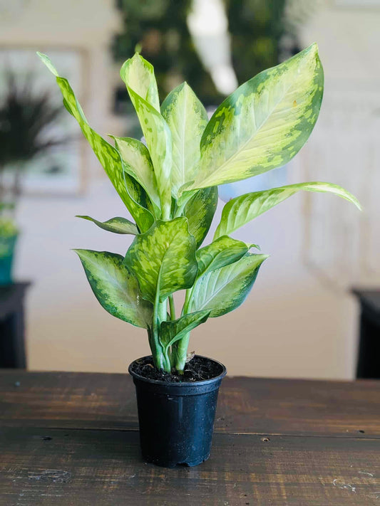 Dieffenbachia Camoflage