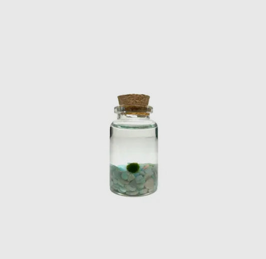 *Small* Turquoise Live Moss Ball