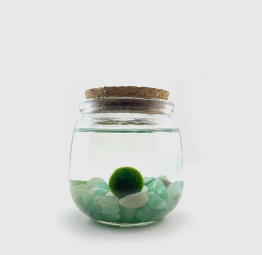 *Mid Size* Aventurine Live Moss Ball