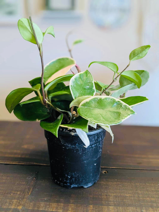Hoya Carnosa ( Variegated )