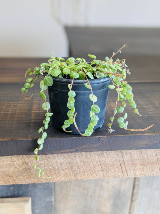 String Of Turtles