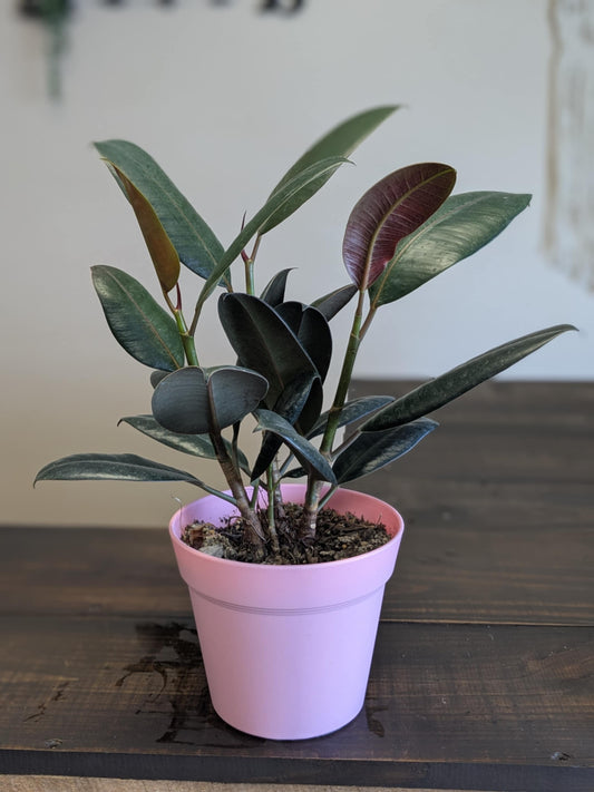 Rubber Tree(burgundy) Plant
