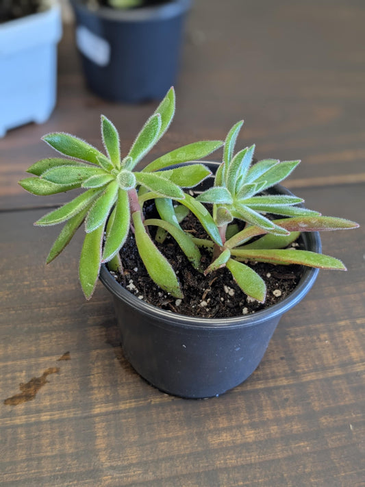 Arrowhead Echeveria Succulent