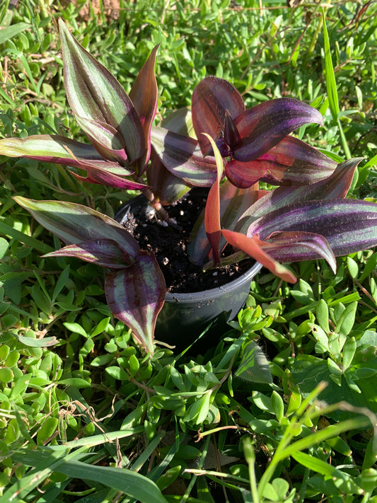 Trailing Tradescantia Zebrina (Wandering Jew)