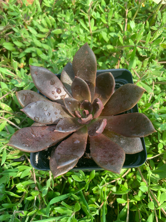 Echeveria Black Prince