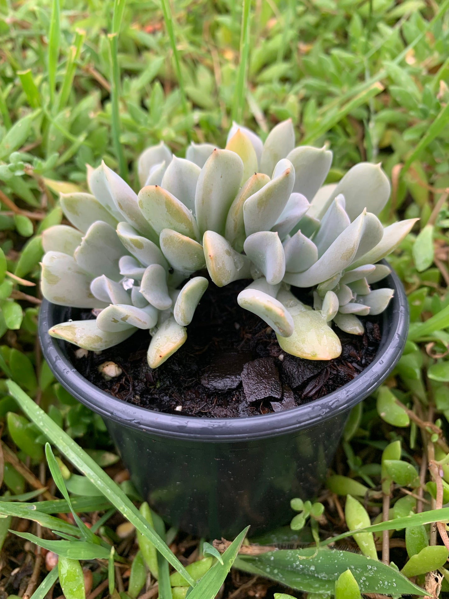 Large leaf Echeveria Topsy Turvy