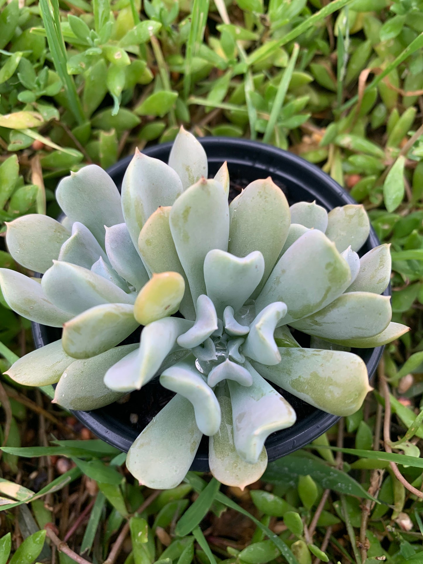 Large leaf Echeveria Topsy Turvy