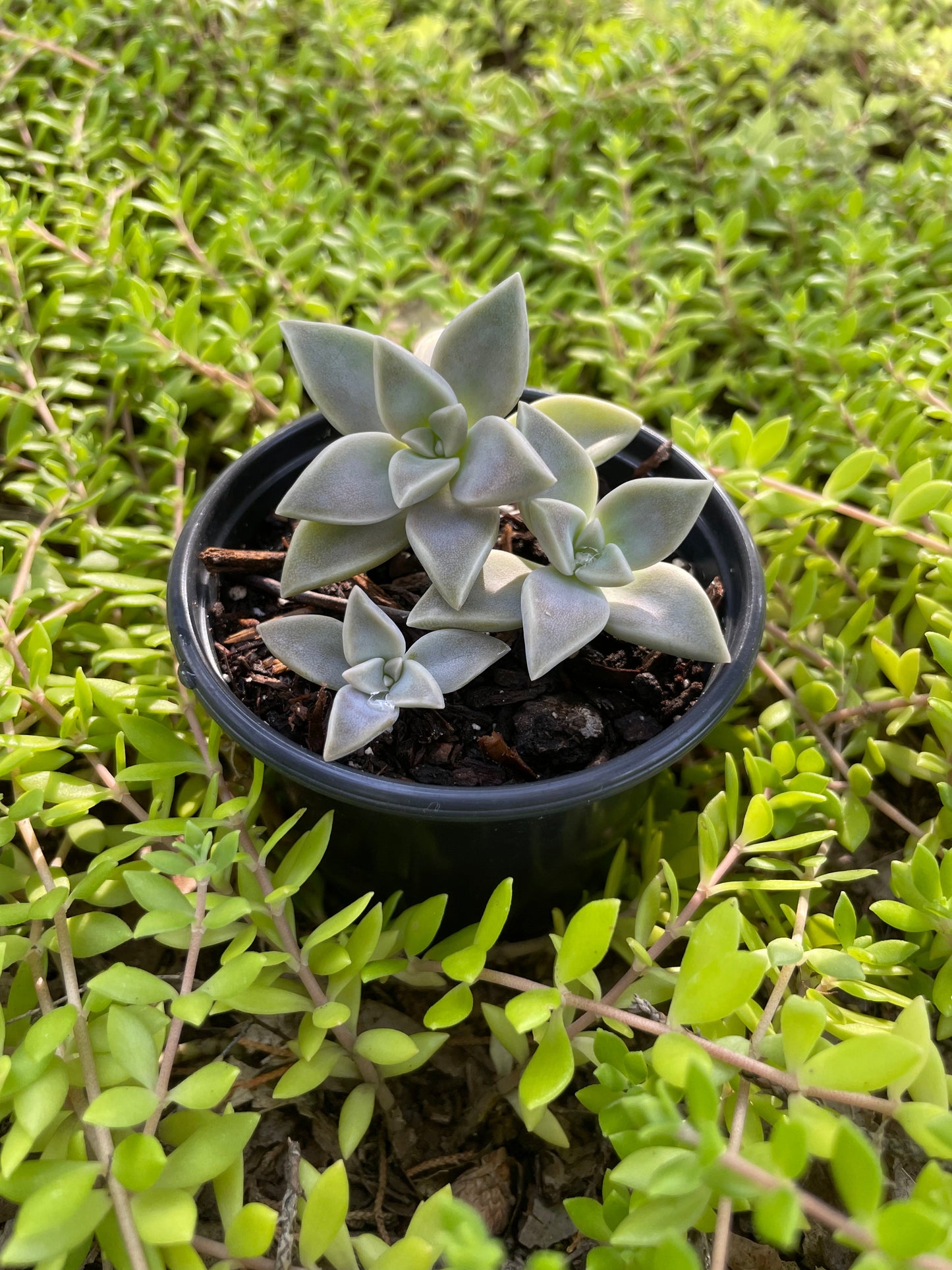 4 inch Ghost Succulent Trio