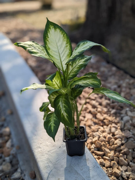 Dieffenbachia "Dumb Cane"