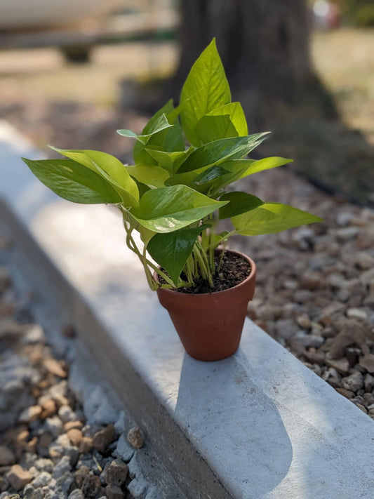 Neon Pothos