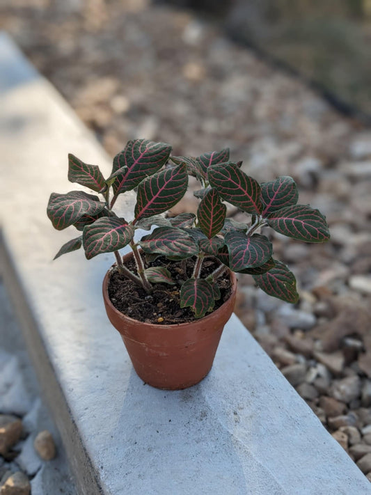 Red Fittonia "Nerve Plant"