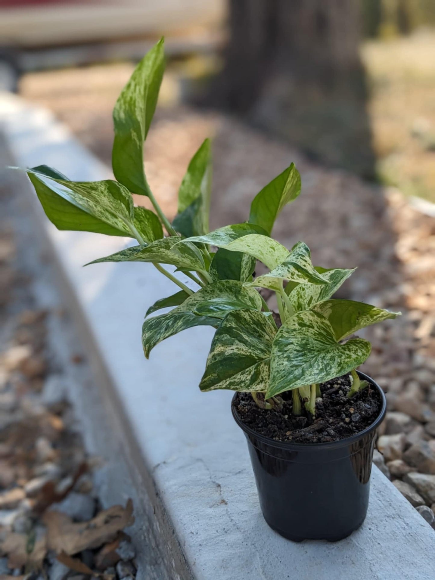 Marble Queen Pothos