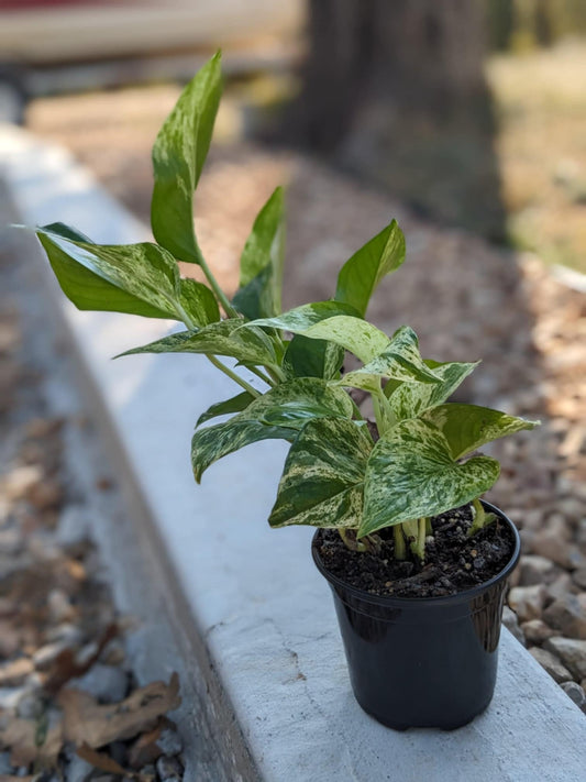 Marble Queen Pothos