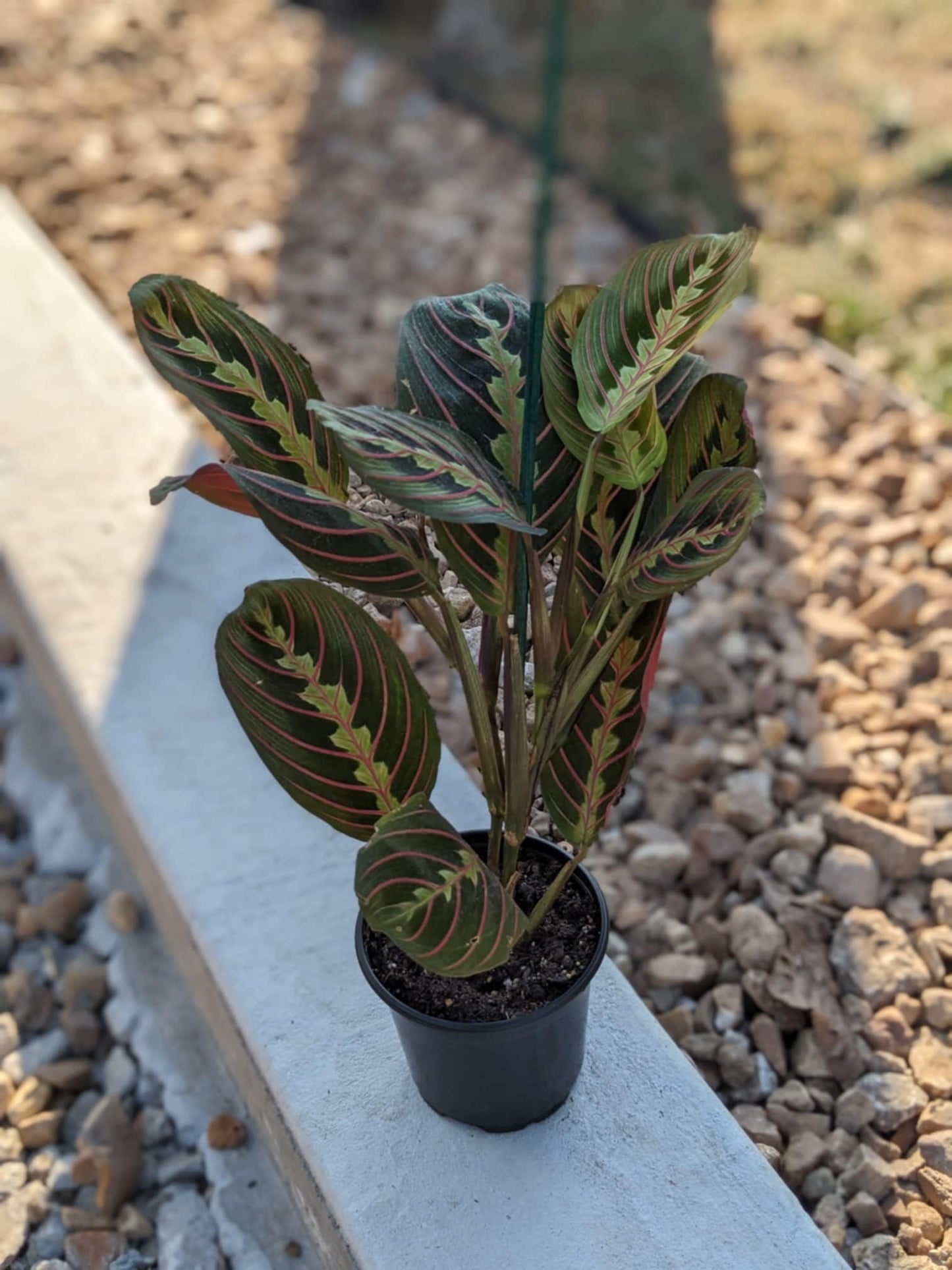 Red Maranta Prayer Plant