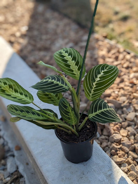 Lemon Lime Maranta Prayer Plant