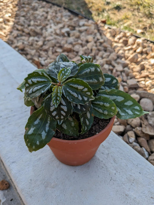 Aluminum Pilea