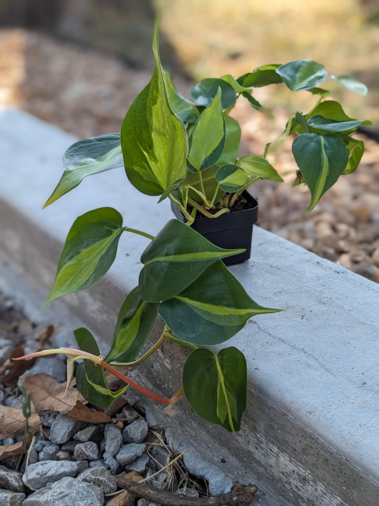 Brazil Philodendron