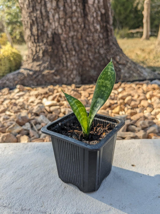 Mini Snake Plant