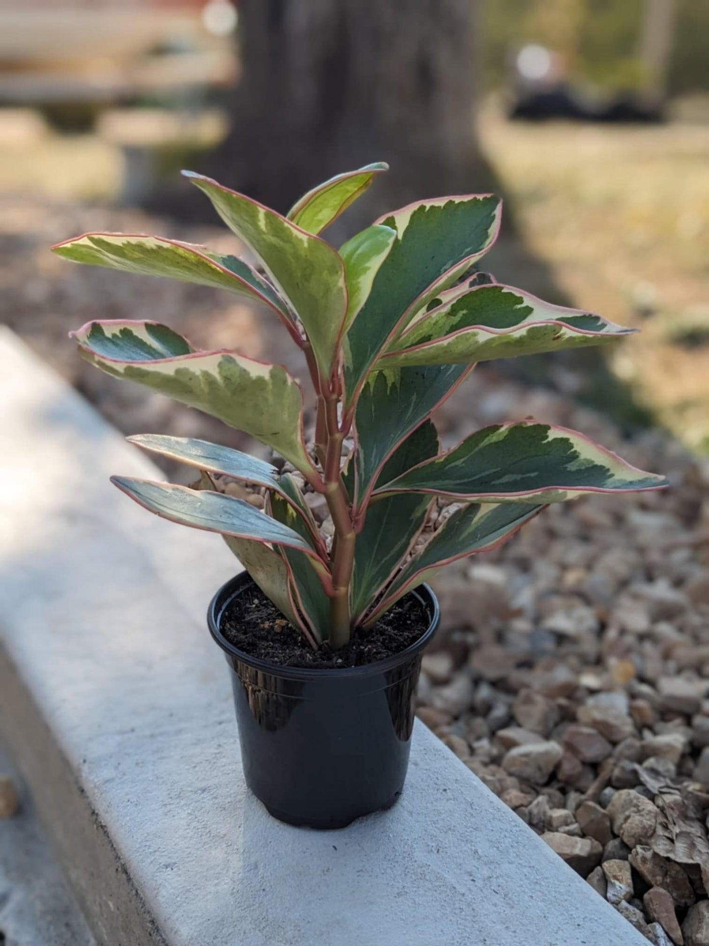 Peperomia Ginny