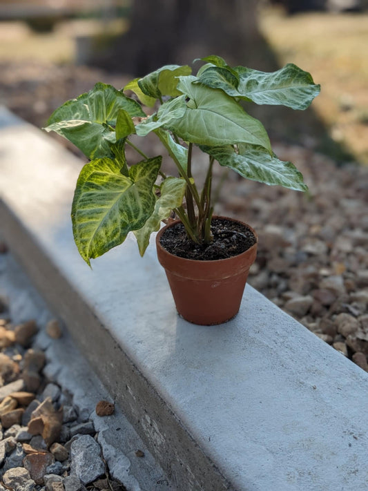 Butterfly Syngonium “Arrowhead”